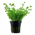 Micranthemum umbrosum - TROPICA (koszyk)