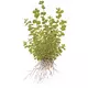 Micranthemum umbrosum - TROPICA (koszyk)