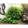 Microsorium trident SONGROW (koszyk)