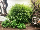 Microsorium trident SONGROW (koszyk)