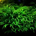 Microsorium trident SONGROW (koszyk)
