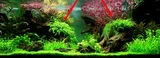 Microsorium trident SONGROW (koszyk)