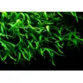 Microsorium trident SONGROW (koszyk)