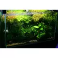 Microsorium trident SONGROW (koszyk)