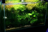 Microsorium trident SONGROW (koszyk)