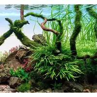 Microsorium trident SONGROW (koszyk)