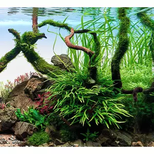 Microsorium trident SONGROW (koszyk)
