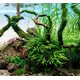 Microsorium trident SONGROW (koszyk)