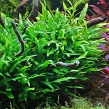 Microsorum minor - Songrow (koszyk)