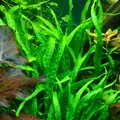 Microsorum minor - Songrow (koszyk)
