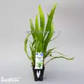 Microsorum minor - Songrow (koszyk)