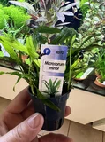 Microsorum minor - Songrow (koszyk)