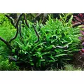 Microsorum minor - Songrow (koszyk)