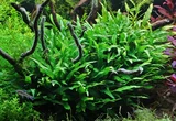 Microsorum minor - Songrow (koszyk)