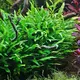 Microsorum minor - thin leaves - Songrow (koszyk)