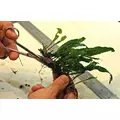 Microsorum pteropus (Mikrozorium oskrzydlone) - TROPICA (klips)