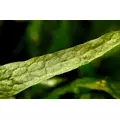 Microsorum pteropus (Mikrozorium oskrzydlone) - TROPICA (klips)