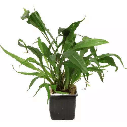 Microsorum pteropus - matecznik TROPICA (koszyk XL)