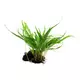 Microsorum pteropus na korzeniu - TROPICA