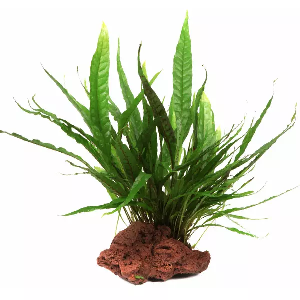 Microsorum pteropus na lawie - TROPICA
