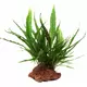 Microsorum pteropus na lawie - TROPICA