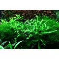 Microsorum pteropus Narrow na korzeniu (z przyssawk�) - TROPICA