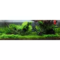 Microsorum pteropus Narrow na korzeniu (z przyssawk�) - TROPICA