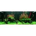 Microsorum pteropus Narrow na korzeniu (z przyssawk�) - TROPICA