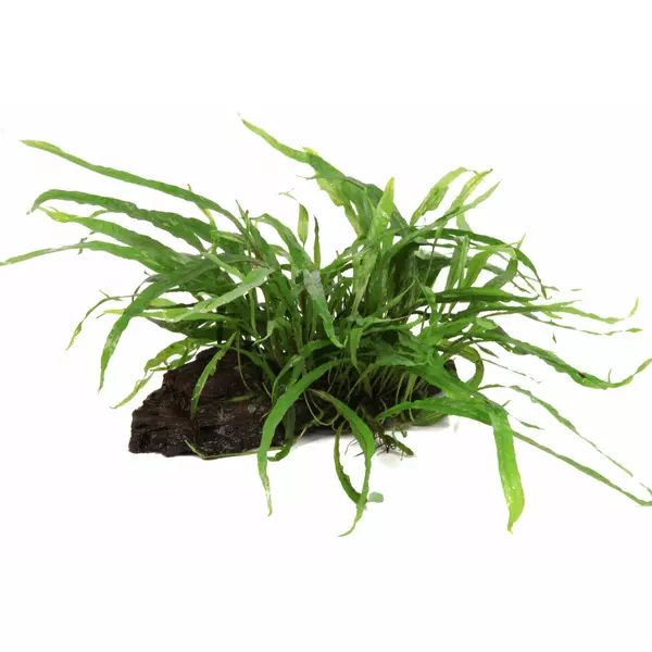 Microsorum pteropus Narrow na korzeniu - TROPICA
