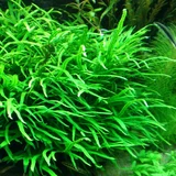 Microsorum pteropus narrow - RATAJ (koszyk)