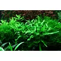 Microsorum pteropus narrow - RATAJ (koszyk)