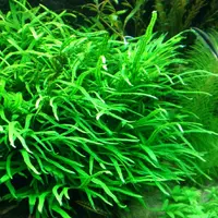 Microsorum pteropus narrow - RATAJ (koszyk)