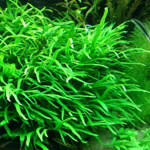 Microsorum pteropus narrow - RATAJ (koszyk)