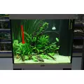 Microsorum pteropus Narrow TROPICA (PCS) - koszyk (opakowanie)