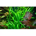 Microsorum pteropus Narrow TROPICA (PCS) - koszyk (opakowanie)