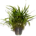 Microsorum pteropus Narrow TROPICA (PCS) - koszyk (opakowanie)