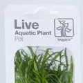 Microsorum pteropus Narrow TROPICA (PCS) - koszyk (opakowanie)