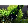 Microsorum pteropus Narrow TROPICA (PCS) - koszyk (opakowanie)