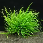 Microsorum pteropus Narrow TROPICA (koszyk) - oryginalny!