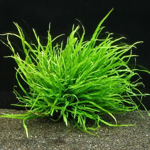 Microsorum pteropus Narrow TROPICA (koszyk) - oryginalny!