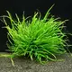 Microsorum pteropus Narrow TROPICA (koszyk) - oryginalny!