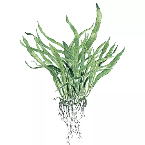 Microsorum pteropus Narrow TROPICA (PCS) - koszyk (opakowanie)