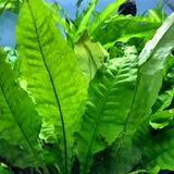 Microsorum pteropus - RATAJ (koszyk)