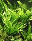 Microsorum pteropus - RATAJ (koszyk)