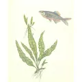 Microsorum pteropus - Songrow (koszyk)
