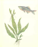 Microsorum pteropus - Songrow (koszyk)
