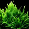 Microsorum pteropus - Songrow (koszyk)