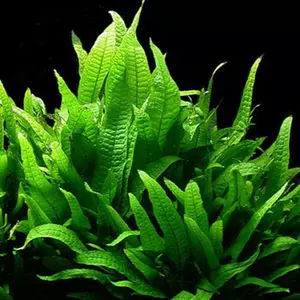 Microsorum pteropus - Songrow (koszyk)