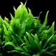 Microsorum pteropus - Songrow (koszyk)