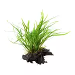 Microsorum pteropus Trident na korzeniu - TROPICA
